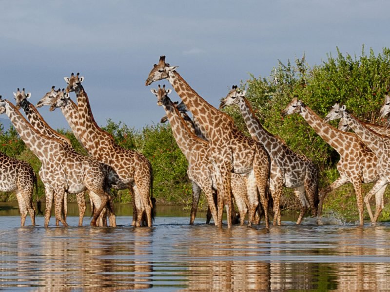 nyerere-national-park